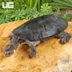 Gibba Gibba Turtle