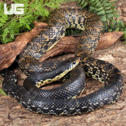 Madagascar Giant Hognose Snake