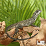 Baby Sulawesi Sailfin Dragon