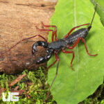 Thai Red Leg Vinegaroon