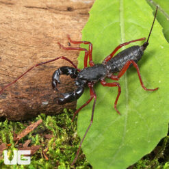 Thai Red Leg Vinegaroon