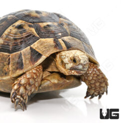 Giant Female Greek Tortoise