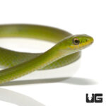 Baby Rough Green Snake