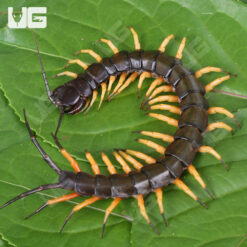 Vietnamese Black Flame Centipede