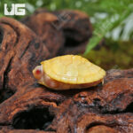 Split Scute Baby Snow Red Ear Slider Turtles (Trachemys scripta elegans) For Sale - Underground Reptiles