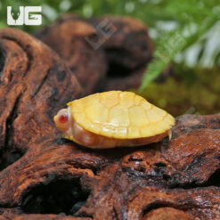 Split Scute Baby Snow Red Ear Slider Turtles (Trachemys scripta elegans) For Sale - Underground Reptiles