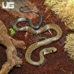 C.B. Baby Blacktail Cribo