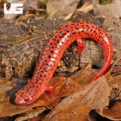 Red Ruber Salamander