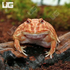 Adult Raspberry Pacman Frog