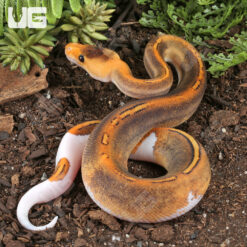 Baby Female Champagne Pied Ball Python