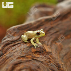 Baby Cuban Tree Frog