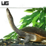Adult Northern Snake Neck Turtle