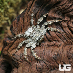 Ghost Crab Huntsman Spider