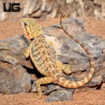 Inferno Translucent Bearded Dragon