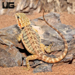 Inferno Translucent Bearded Dragon