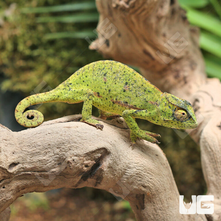 Wholesale Reptiles, Amphibians, Inverts & More - UGR Wholesale