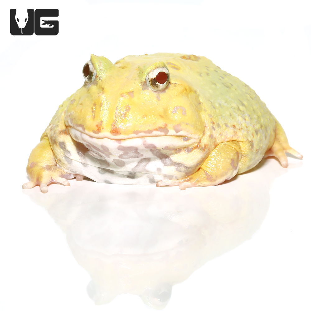 Quick Order - UGR Wholesale