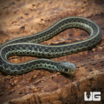 Juvenile Florida Blue Garter