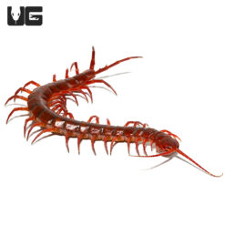 Thai Giant Cherry Centipede