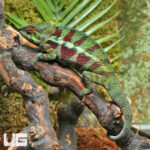 Panther Chameleon