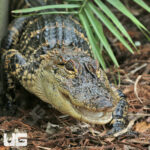 American Alligator