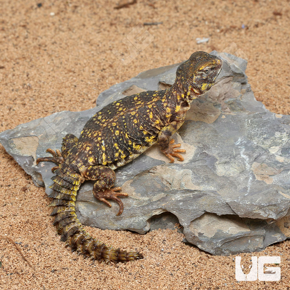 Quick Order - UGR Wholesale