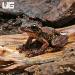 Buckley's Slender-Legged Tree Frog