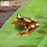 Clown Tree Frog