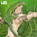 Green Tree Monitor Pair (Varanus prasinus) For Sale - Underground Reptiles