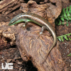 Olive Tree Skink