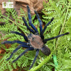South Thailand Blue Tarantula (4 - 5'')