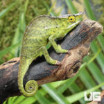 Canopy Chameleon