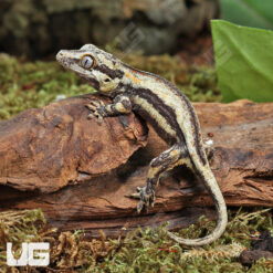 Baby Oreo Gargoyle Gecko