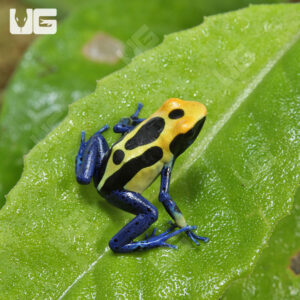 Quick Order - UGR Wholesale