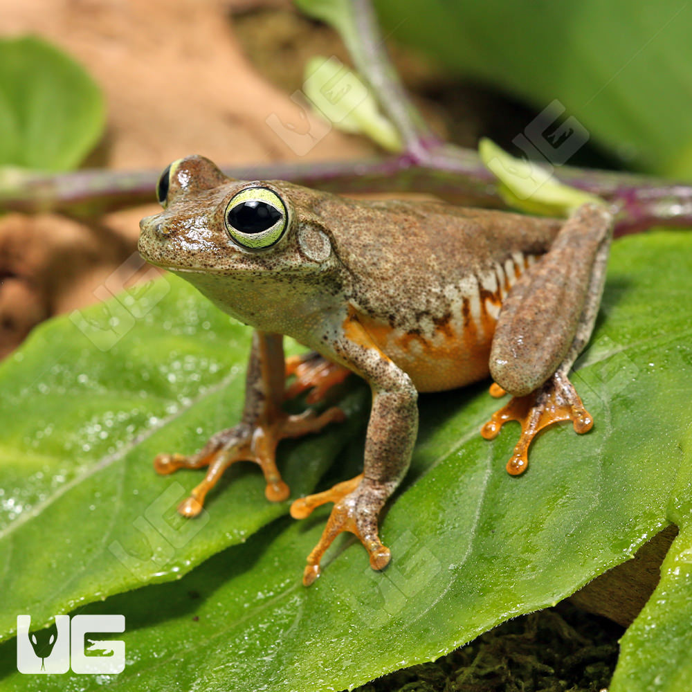 Emerald Eye Tree Frog - UGR Wholesale