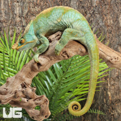 Parson’s Chameleon