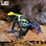 Adult Cobalt Blue Tinctorius Dart Frog