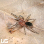 Brazilian Black Tarantula (.5 - .75")