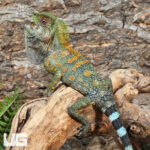 Chameleon Forest Dragon (Anglehead Lizard)