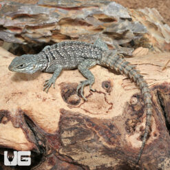 Madagascan Spiny Tail Iguana (Cyclops)
