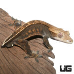 Adult Premium Crested Gecko