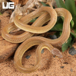 Egyptian Cat Eye Snake