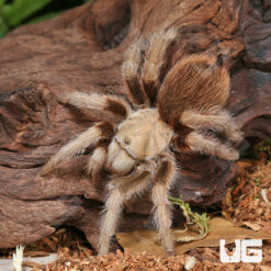 Arizona Blonde Tarantula (3 - 4")