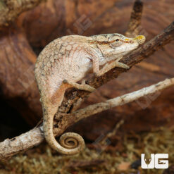 Dwarf Nose Horned Chameleon