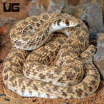 Egyptian False Cobra