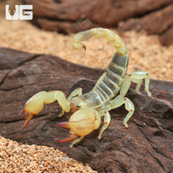 Israeli Gold Scorpion