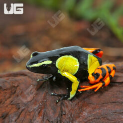 Painted Mantella