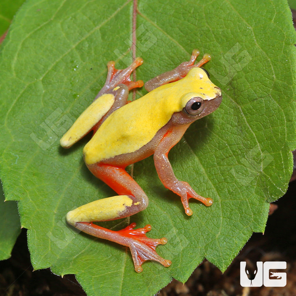 Patternless Triangle Tree Frog UGR Wholesale