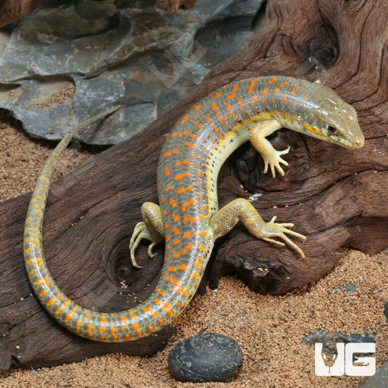 Quick Order - UGR Wholesale