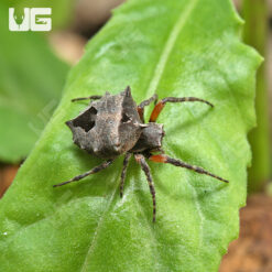 Star Bellied Orb Weaver (.5 - .75")